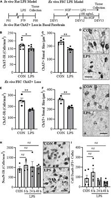 Cholinergic REST-G9a gene repression through HMGB1-TLR4 neuroimmune signaling regulates basal forebrain cholinergic neuron phenotype